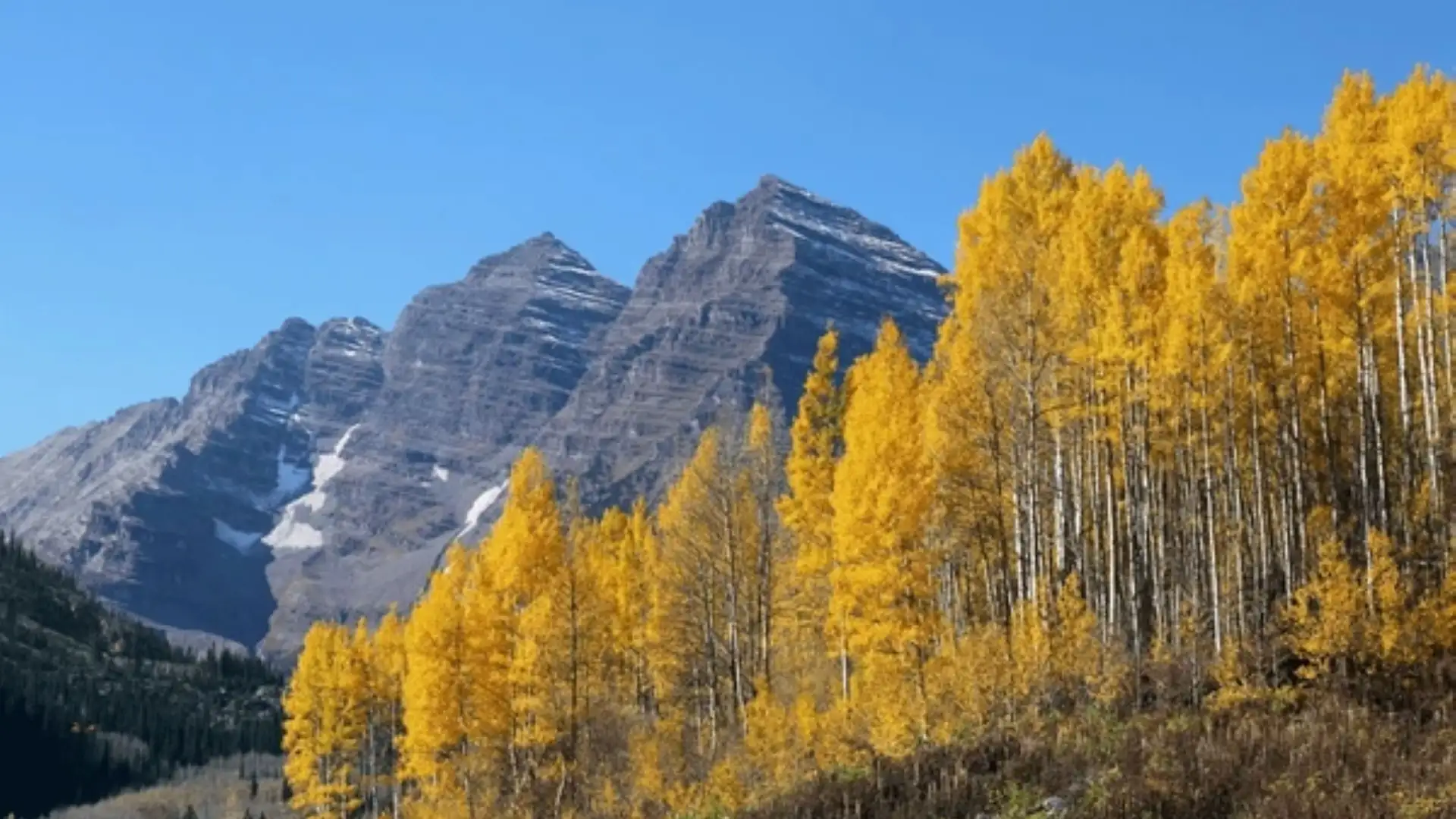 The Aspen Grove