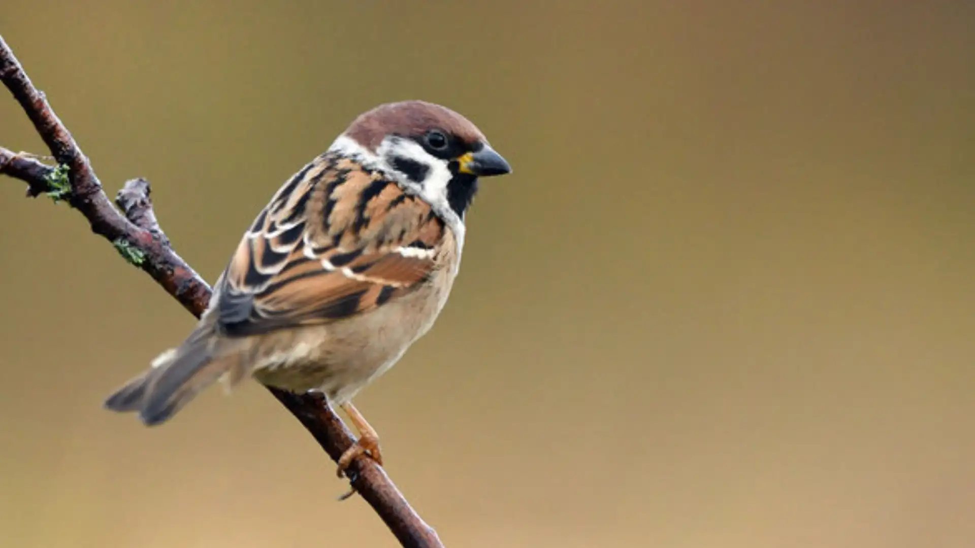 His Eye Is On The Sparrow